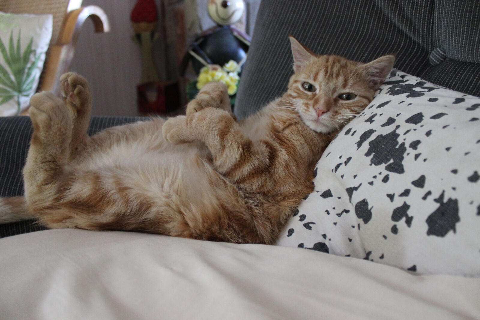 Canon EOS 600D (Rebel EOS T3i / EOS Kiss X5) sample photo. Cat, female, garden, grass photography