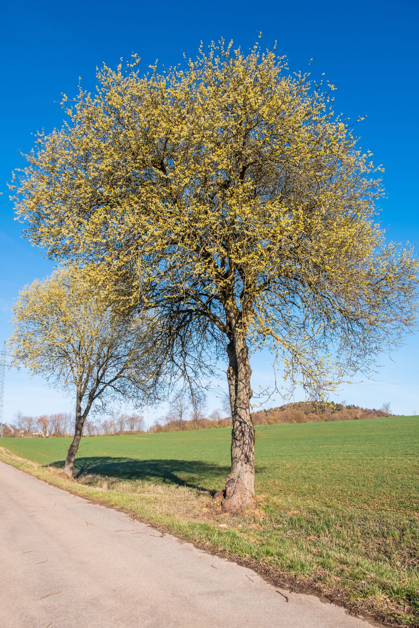 Fujifilm XF 16-55mm F2.8 R LM WR sample photo. Tree, landscape, nature photography