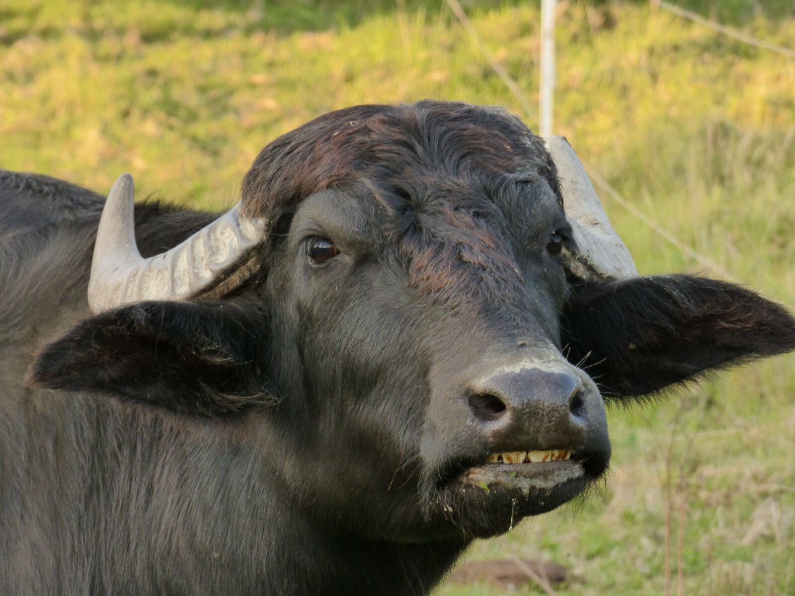Panasonic DMC-FZ72 sample photo. Taurus, black, antlers photography