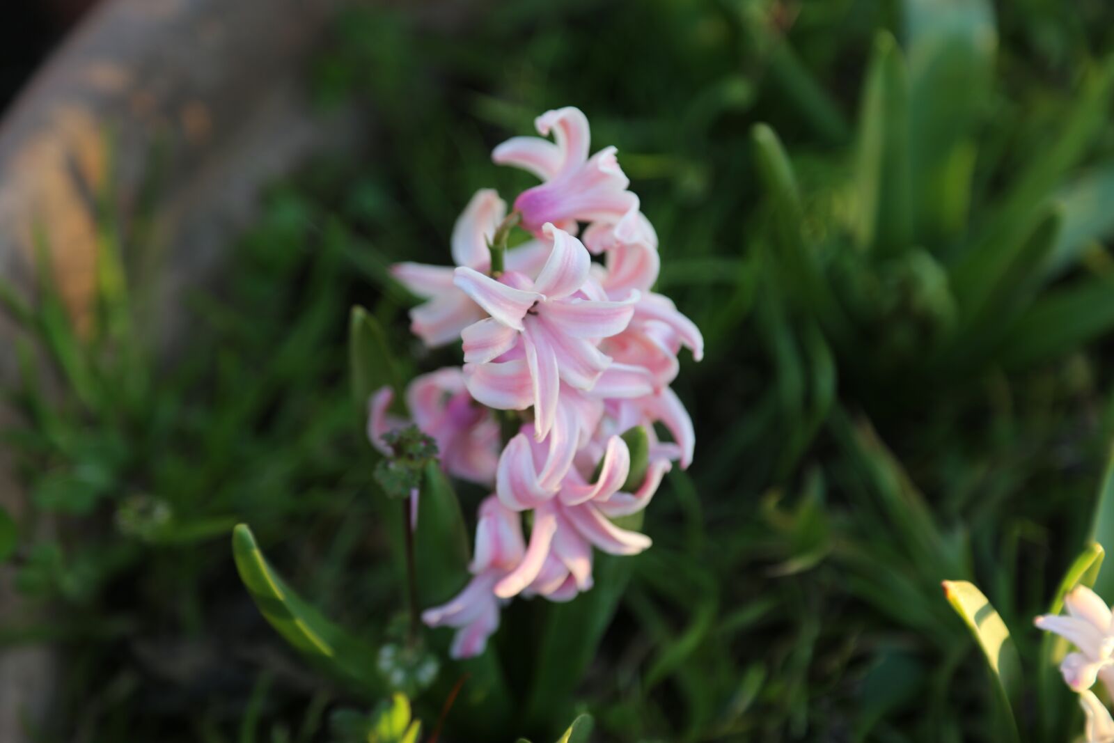 Canon EOS 5D Mark III sample photo. Flowers, spring, rosa photography