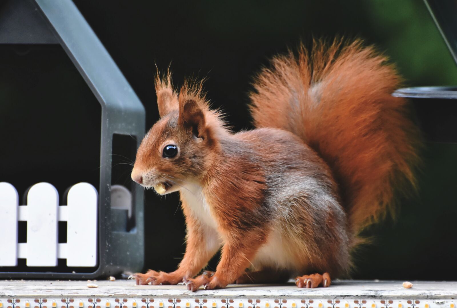 Nikon D7200 sample photo. Squirrel, verifiable kitten, rodent photography