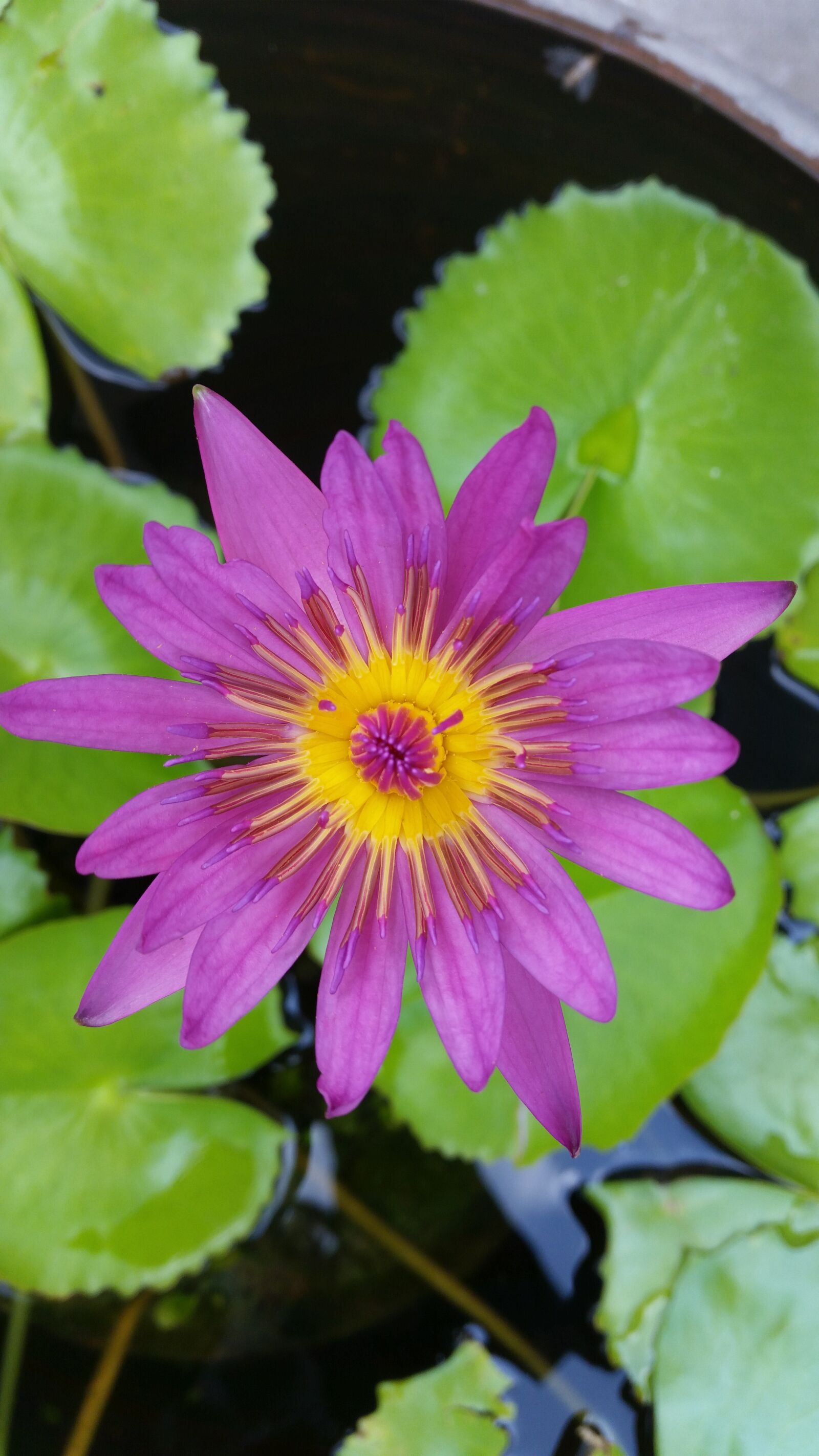Samsung Galaxy S5 sample photo. Flower, lotus, nature photography