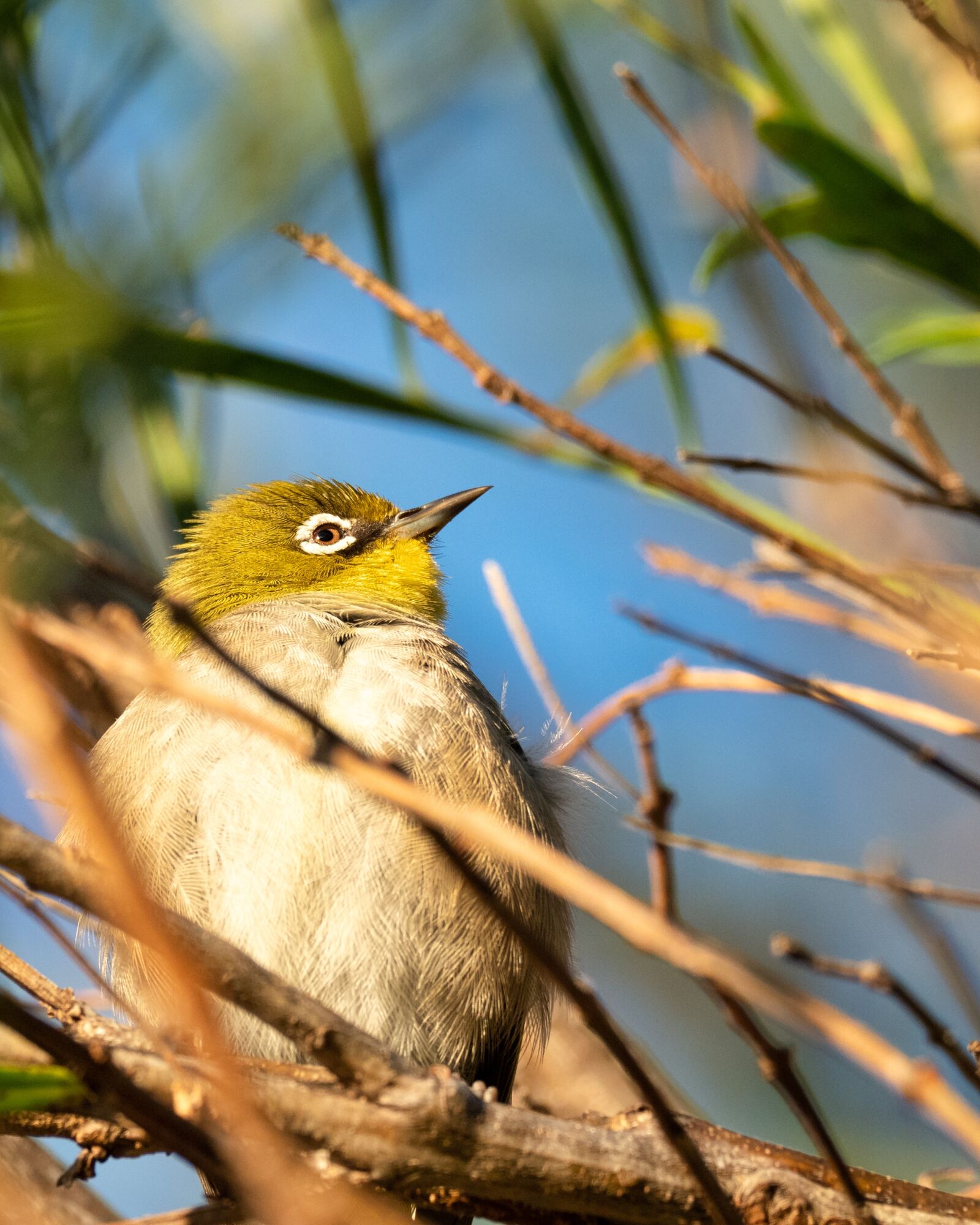 M.300mm F4.0 + MC-14 sample photo. Cape white-eye, bird, robin photography