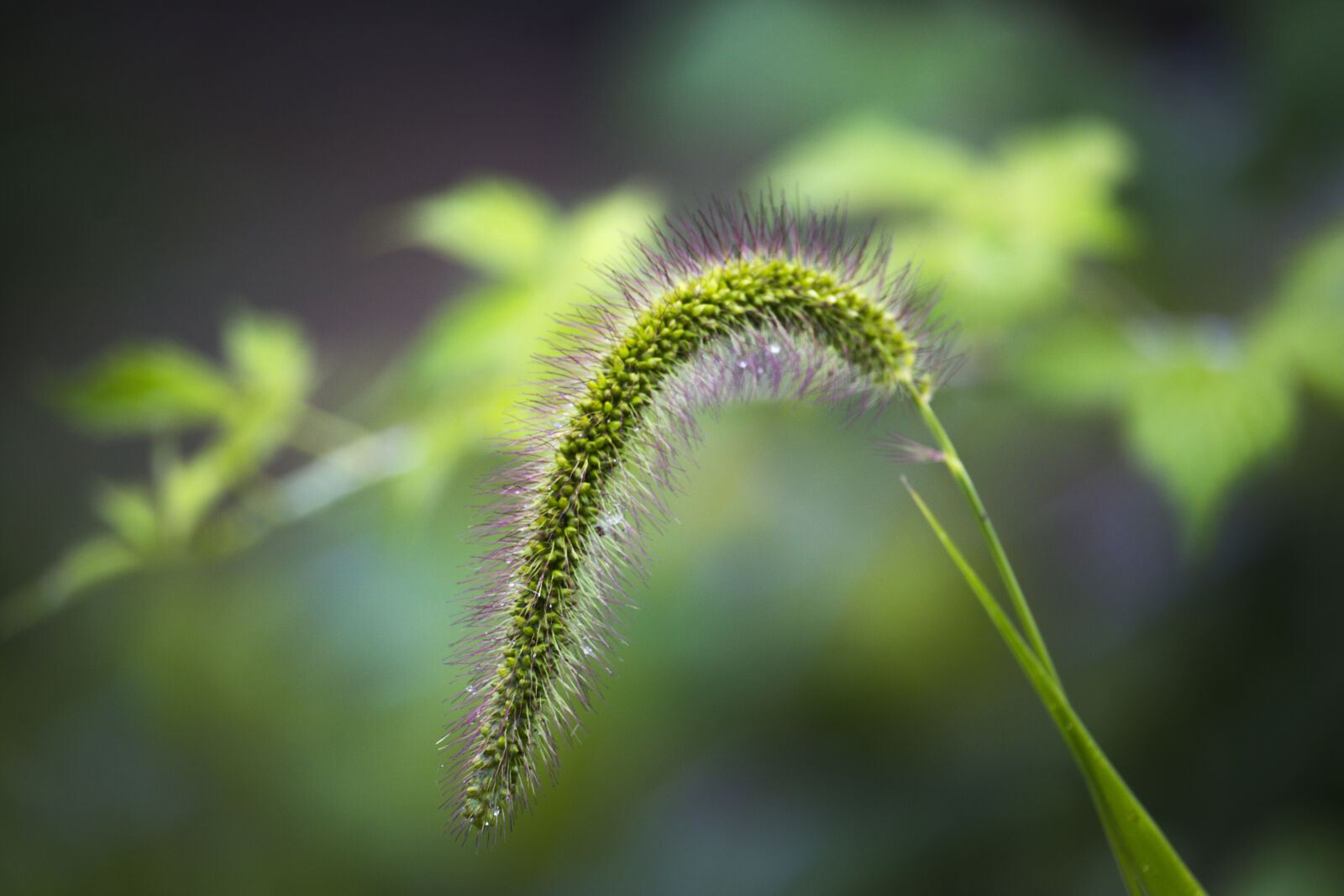 Canon EOS 80D + Canon EF-S 55-250mm F4-5.6 IS STM sample photo. Foxtail, plant photography