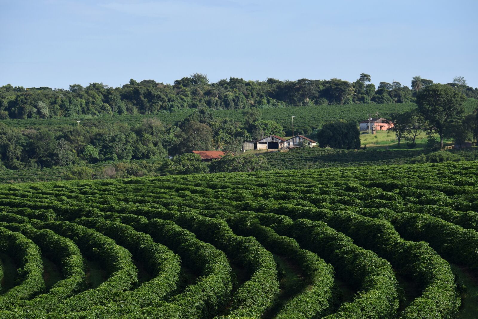 Nikon D5300 sample photo. Landscape, farm, coffee plantation photography