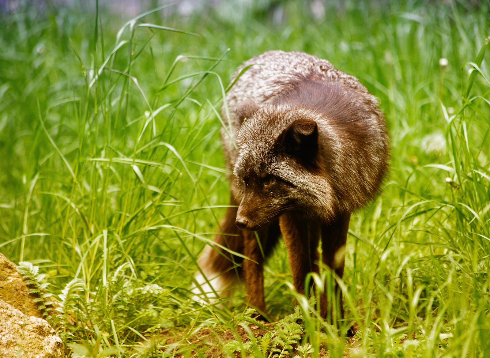 Canon EOS 6D Mark II sample photo. Fuchs, darwin fox, mammal photography