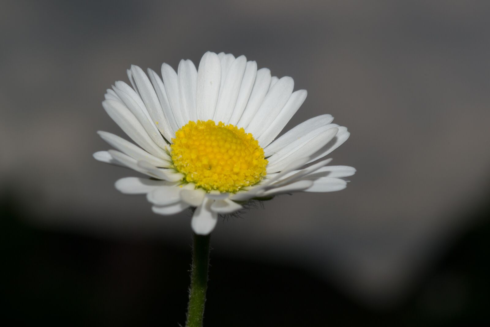 Nikon D3100 sample photo. Daisy, flower, blossom photography