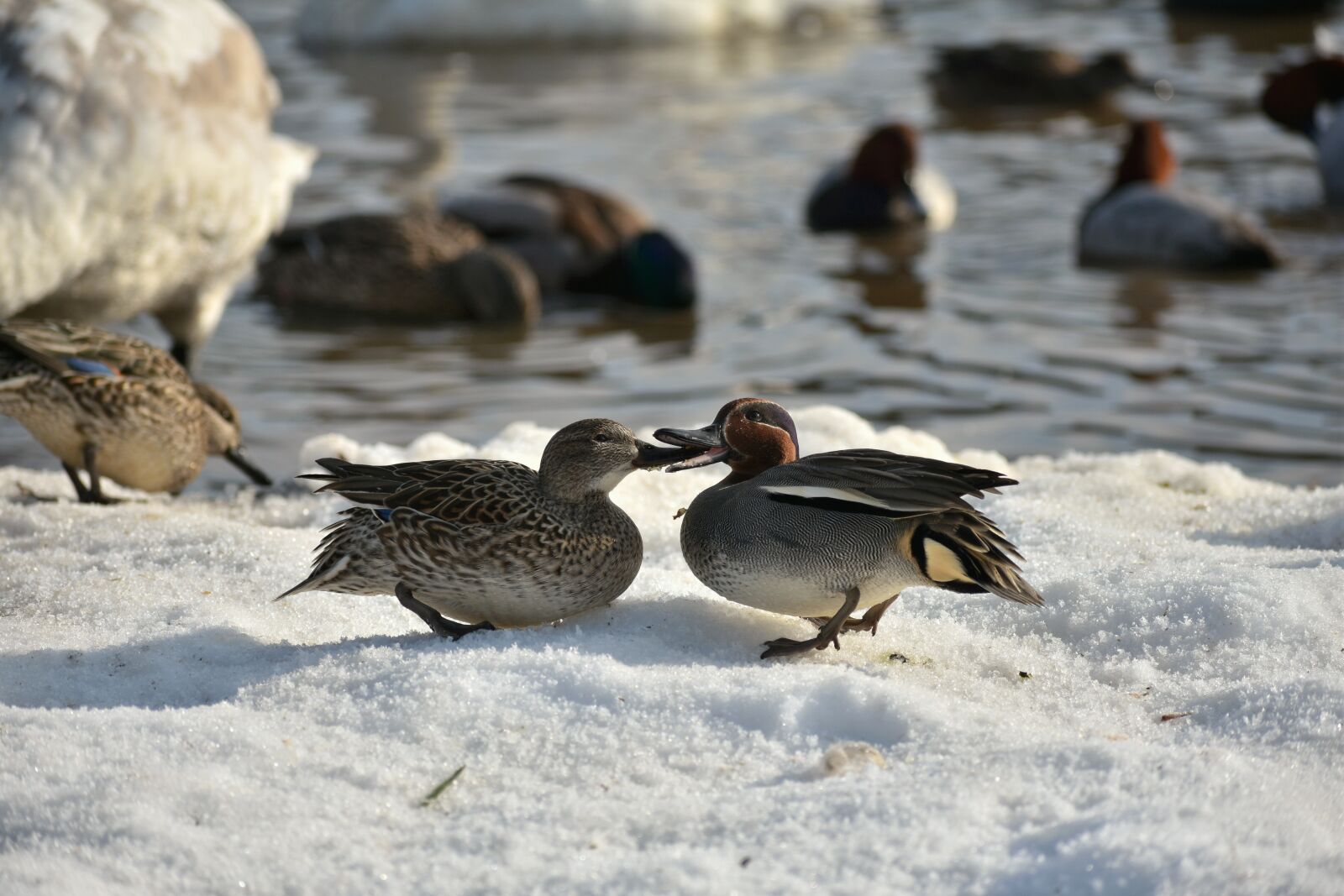 Nikon D7200 sample photo. Animal, lake, waterside photography