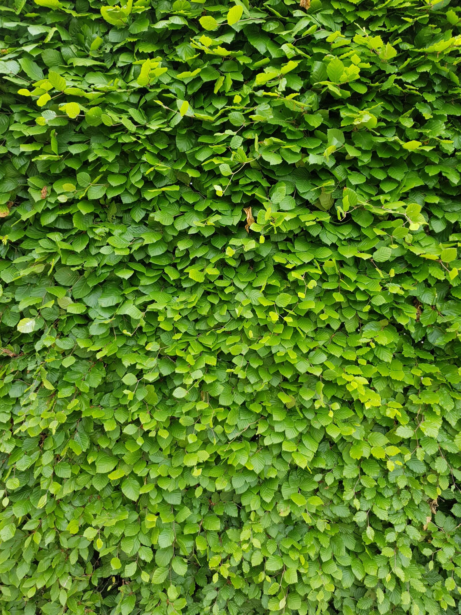 Samsung Galaxy S8 sample photo. Fence, green wall, leaves photography