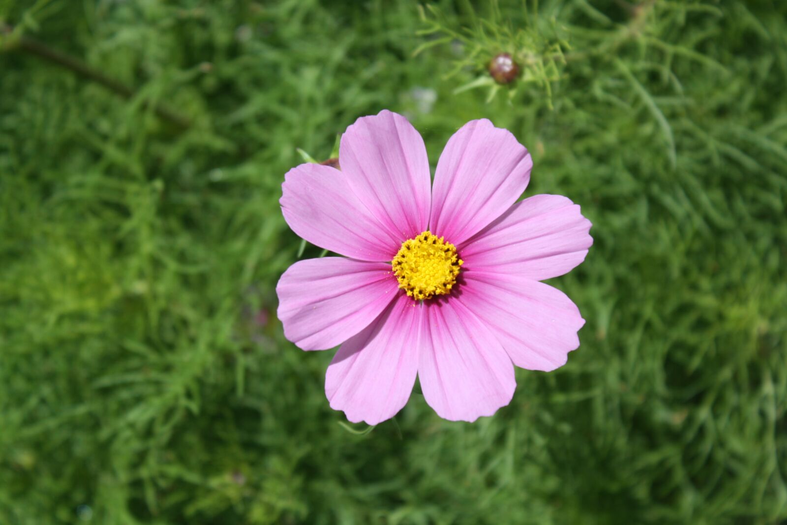 Canon EOS 1000D (EOS Digital Rebel XS / EOS Kiss F) sample photo. Flowers, nature, bloom photography