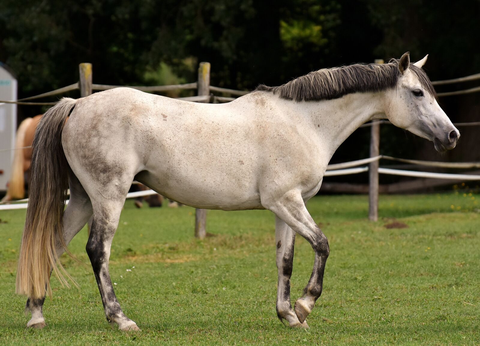 Nikon D7200 sample photo. Mold, horse, love for photography