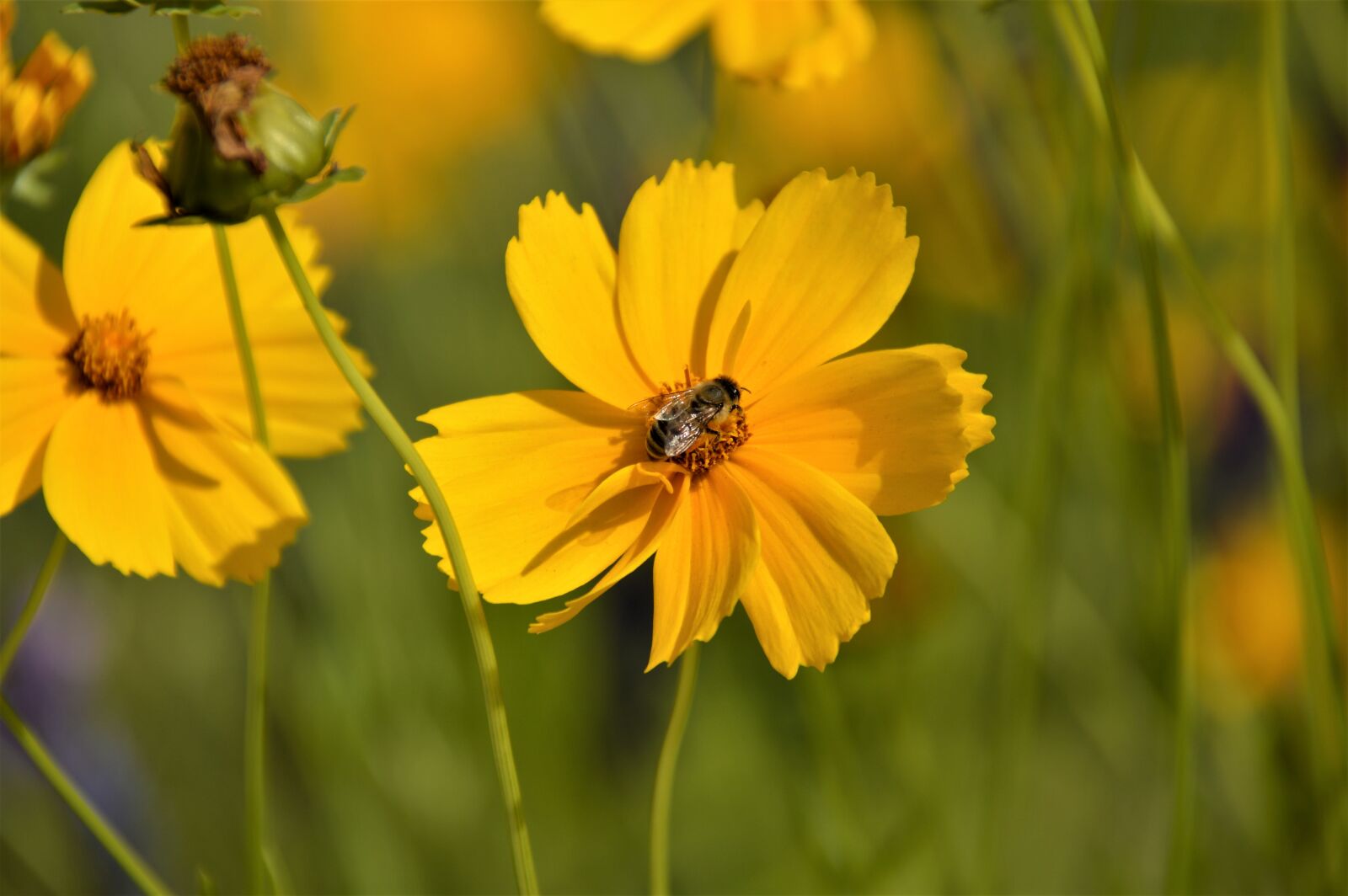 Nikon D3200 sample photo. Yellow, yellow flower, flowers photography