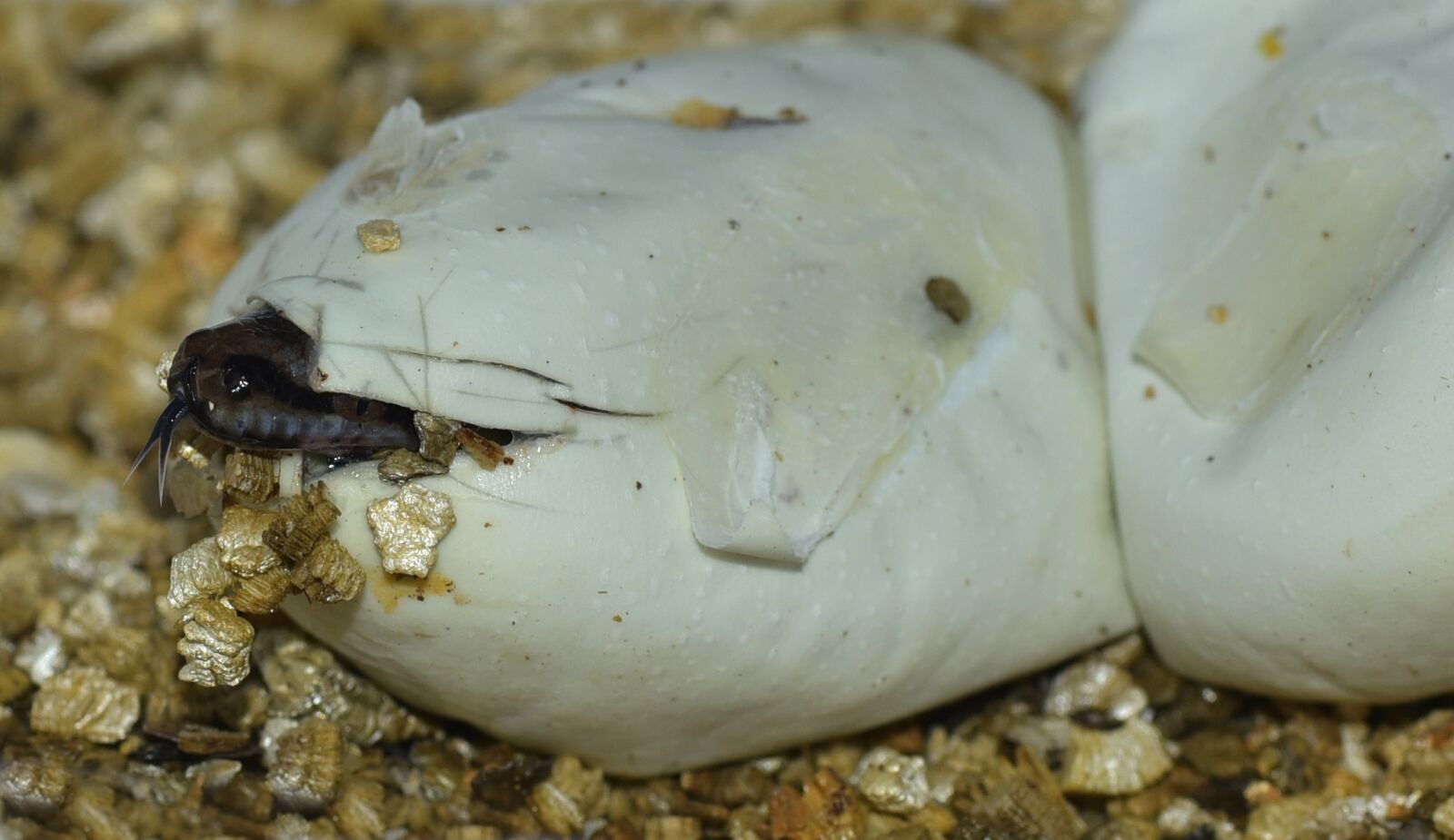 Nikon D750 sample photo. Egg, snake, hatch photography