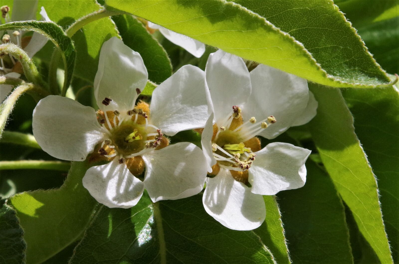 Pentax K-50 sample photo. White flowers, flowers of photography