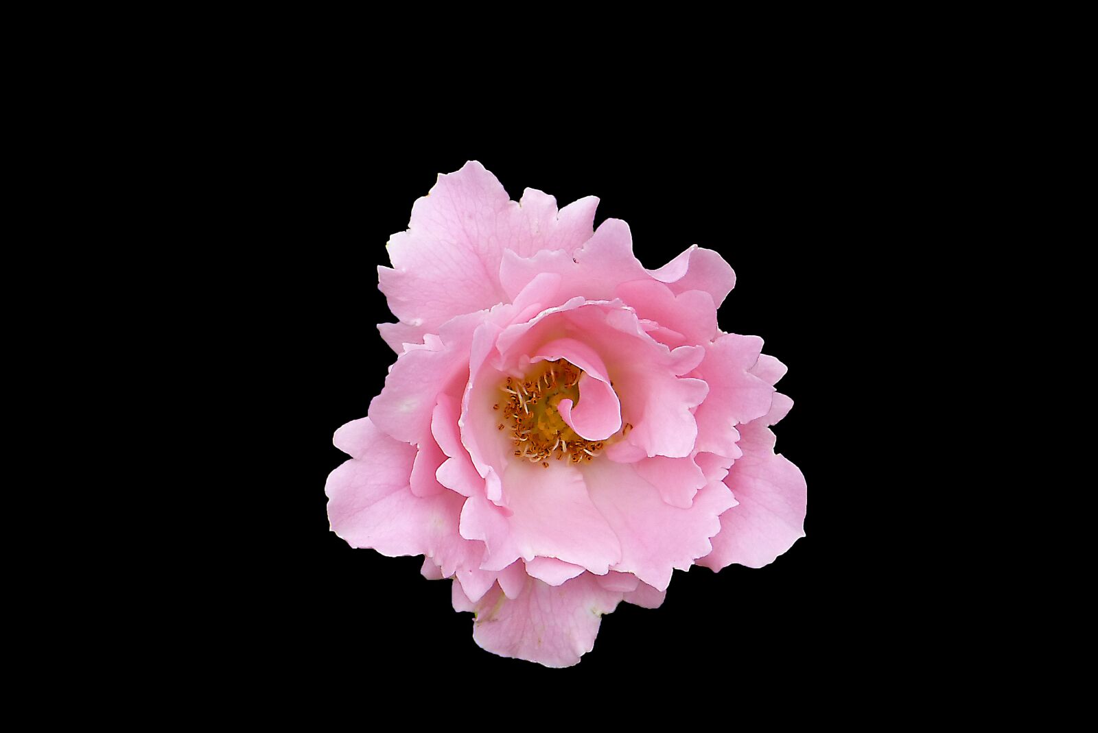Panasonic Lumix DMC-FZ150 sample photo. Pink, free, background photography