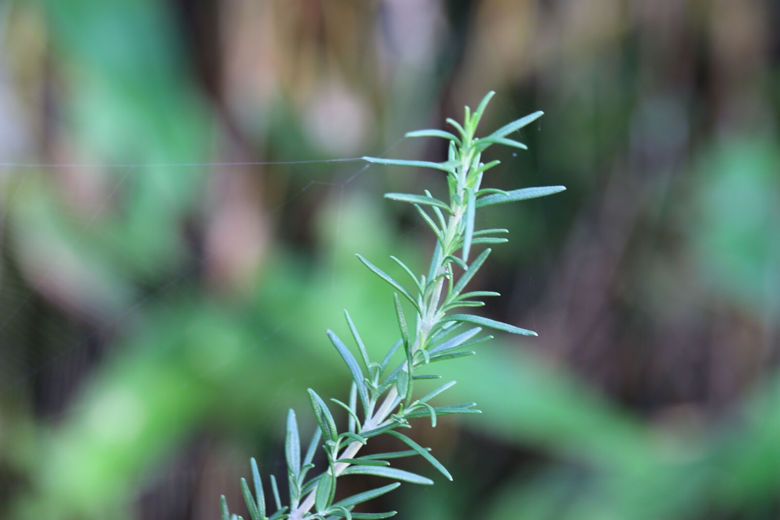 Canon EOS 70D sample photo. Rosemary, plant, garden photography