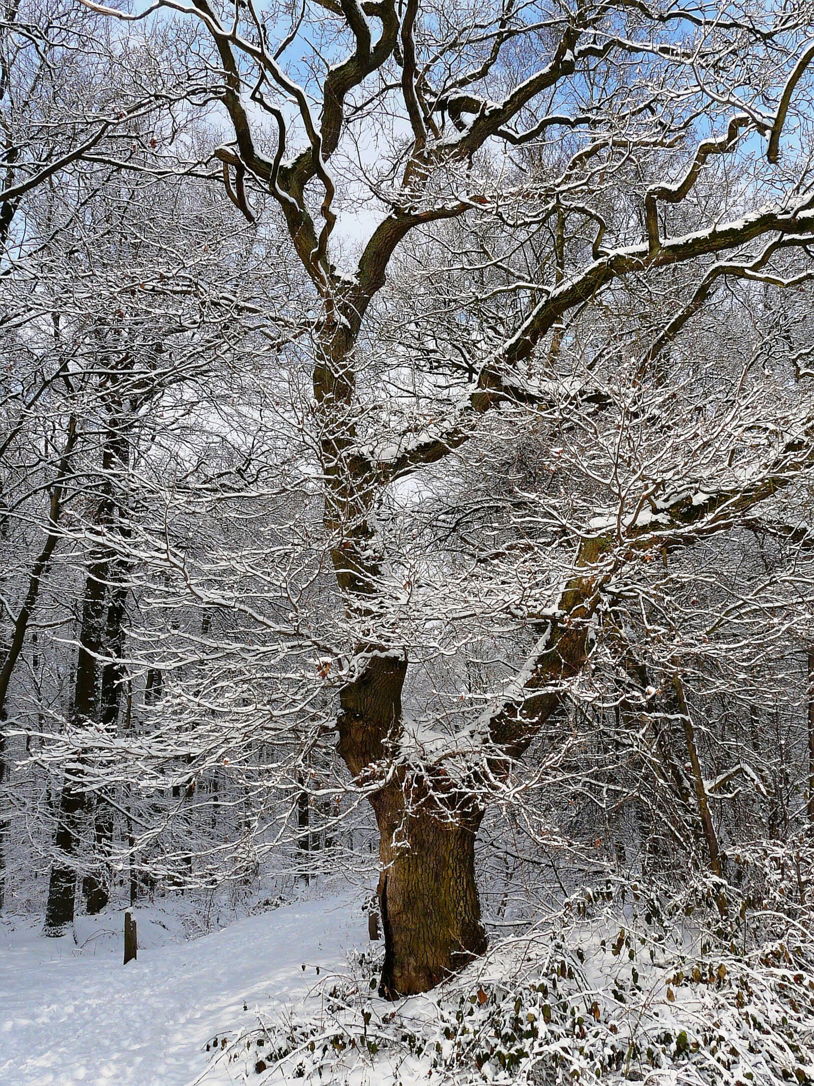 Panasonic DMC-FZ18 sample photo. Tree, snow, winter photography