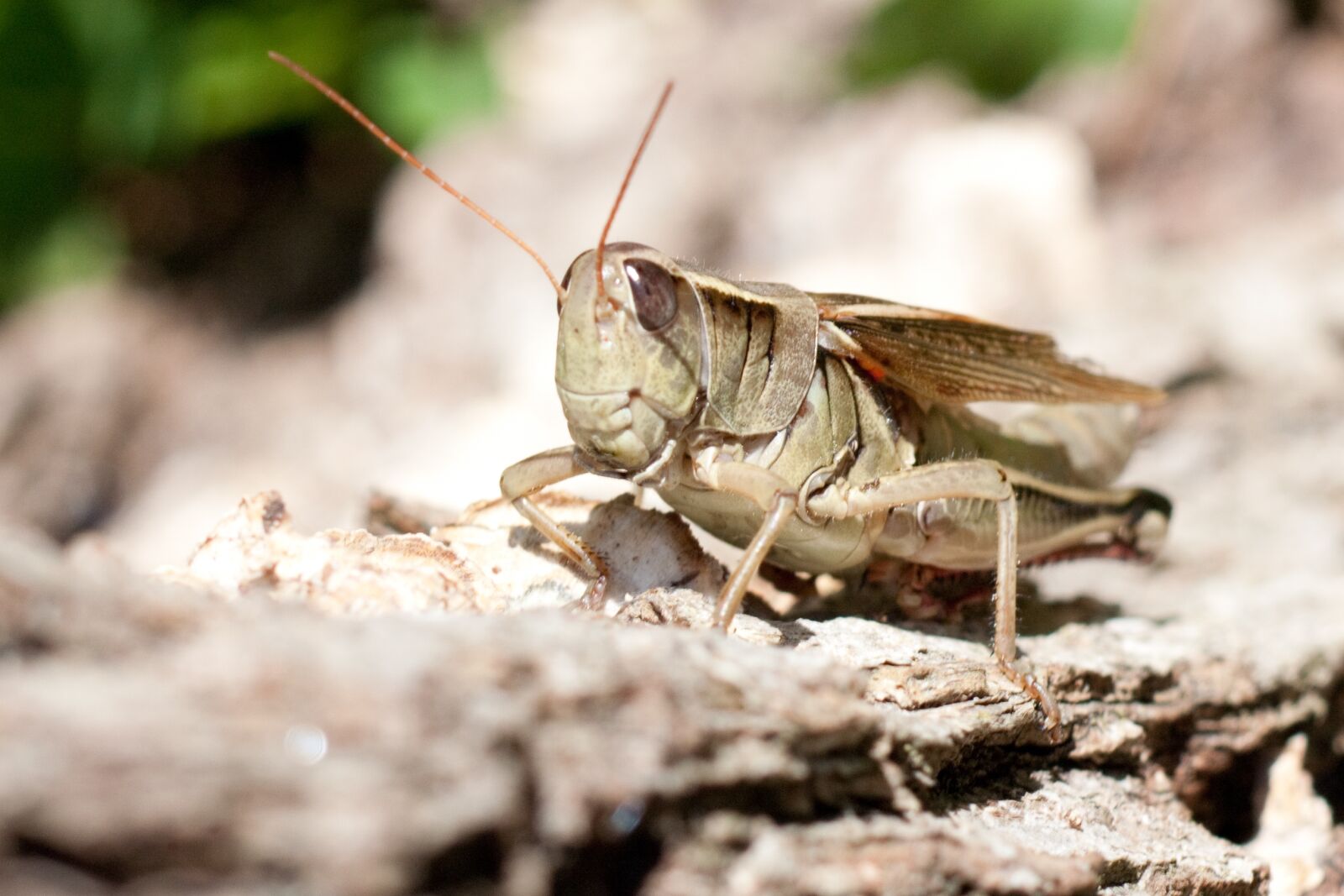 Canon EOS 450D (EOS Rebel XSi / EOS Kiss X2) sample photo. Grasshopper, nature, insect photography