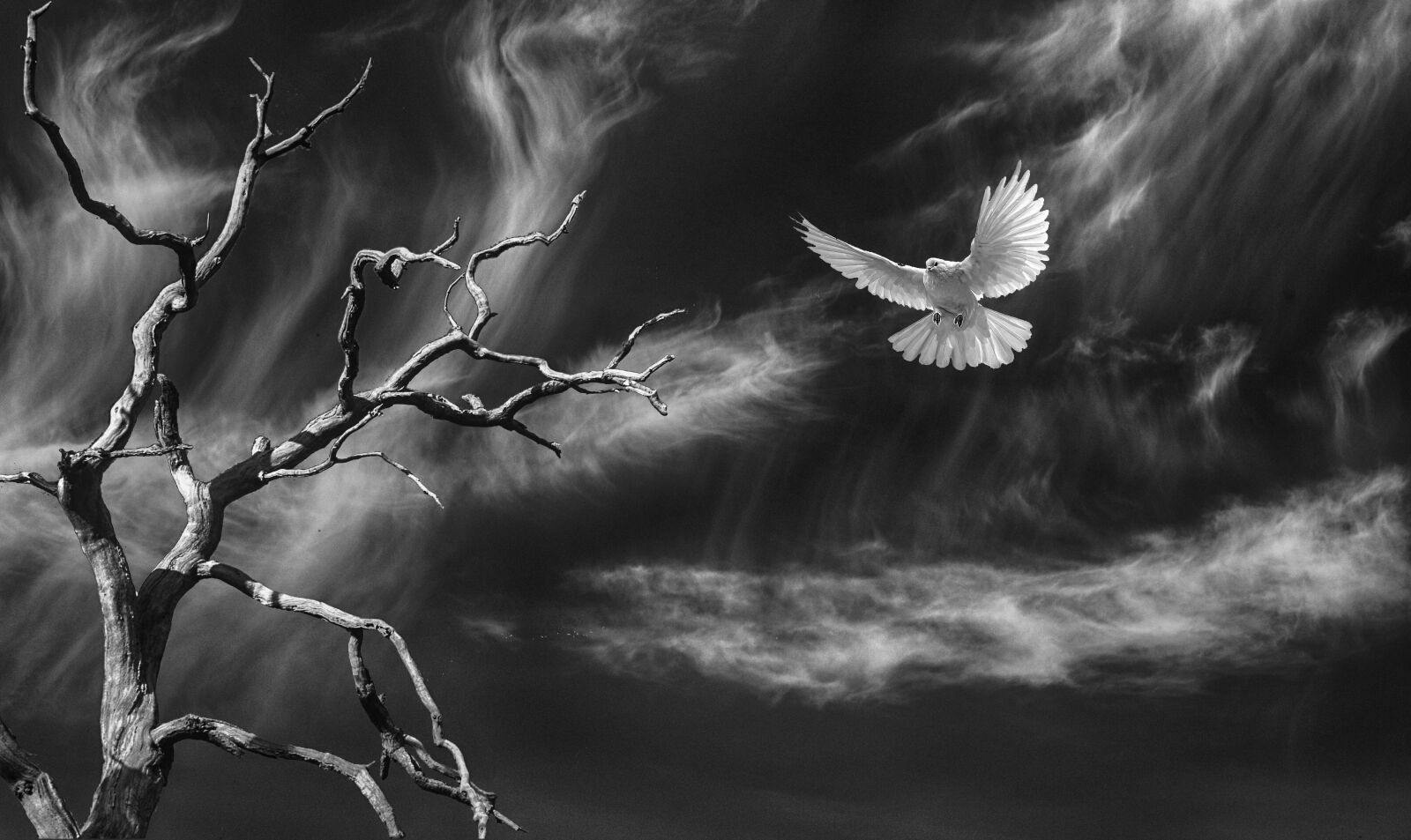 Canon EOS 5D Mark II sample photo. Nature, bird, dove photography
