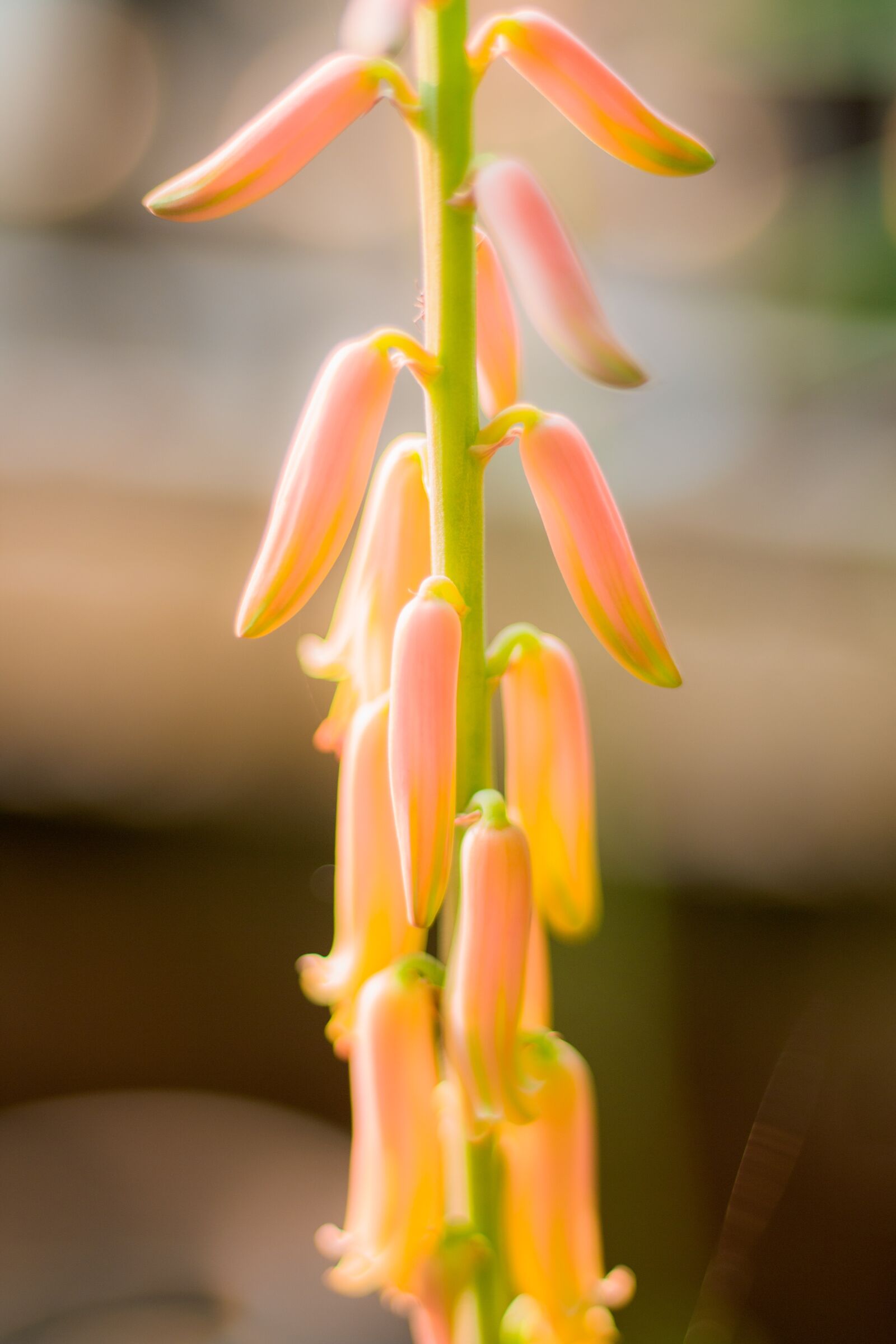 Canon EOS 700D (EOS Rebel T5i / EOS Kiss X7i) + Canon EF 50mm F1.8 STM sample photo. Elite, flower, wonderful photography