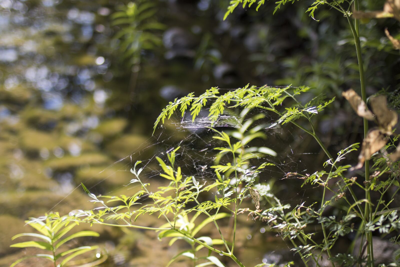Canon EOS 70D + Canon EF 35mm F2 sample photo. Beach, lake, plant photography