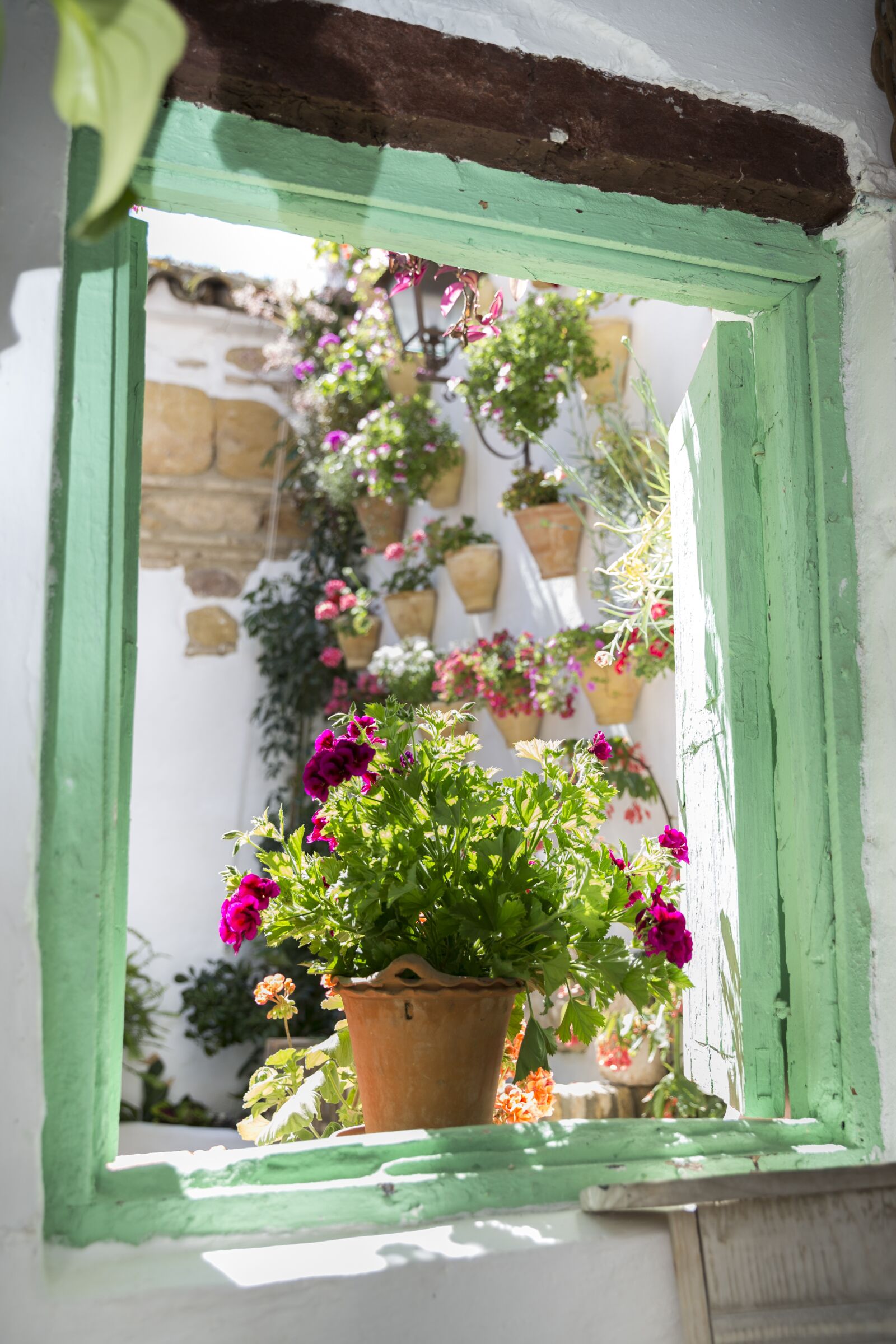 Canon EOS 6D sample photo. Flowerpot, plant, leaves photography