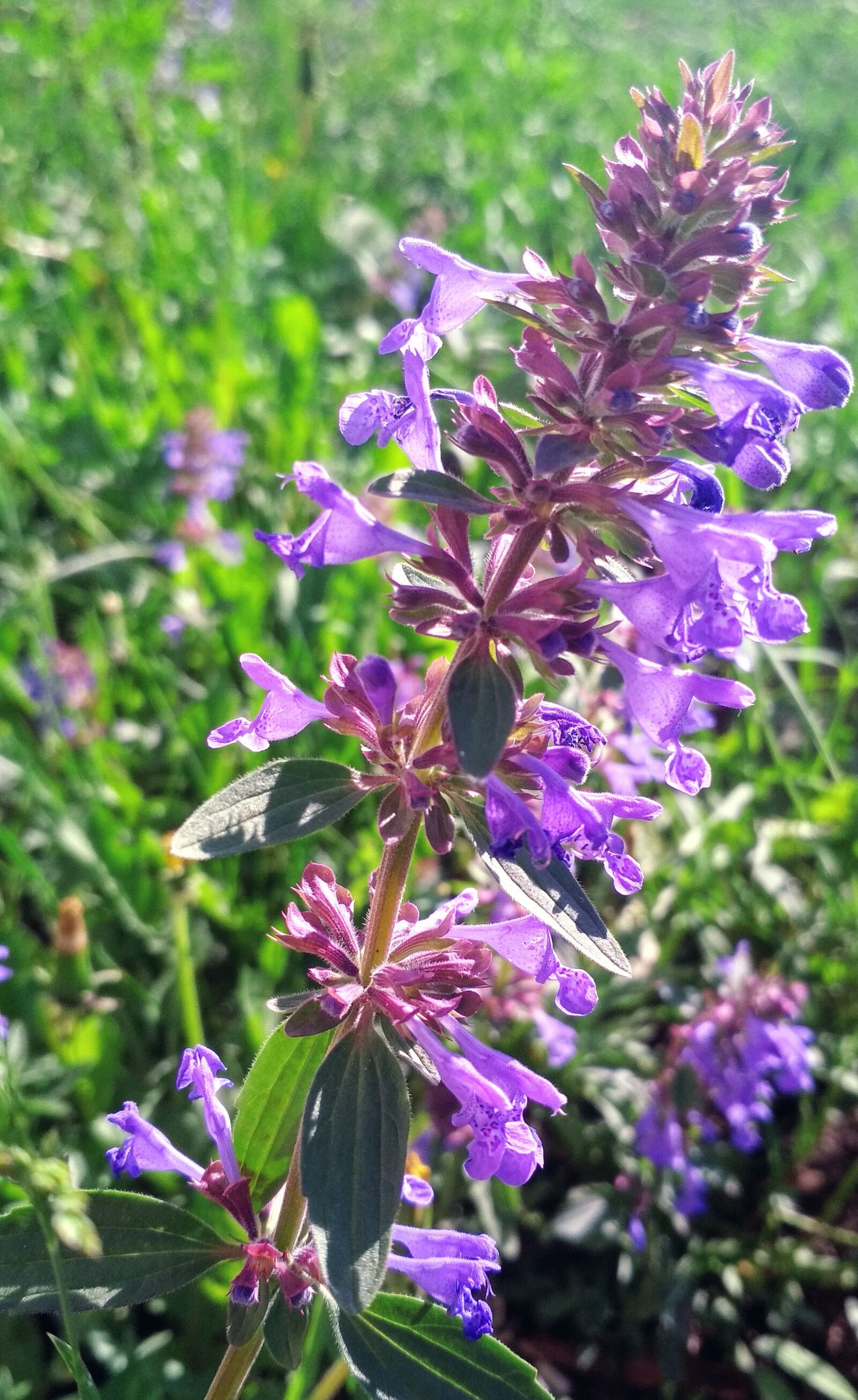 Xiaomi Redmi 4X sample photo. Lavenders, flowers, purple flowers photography