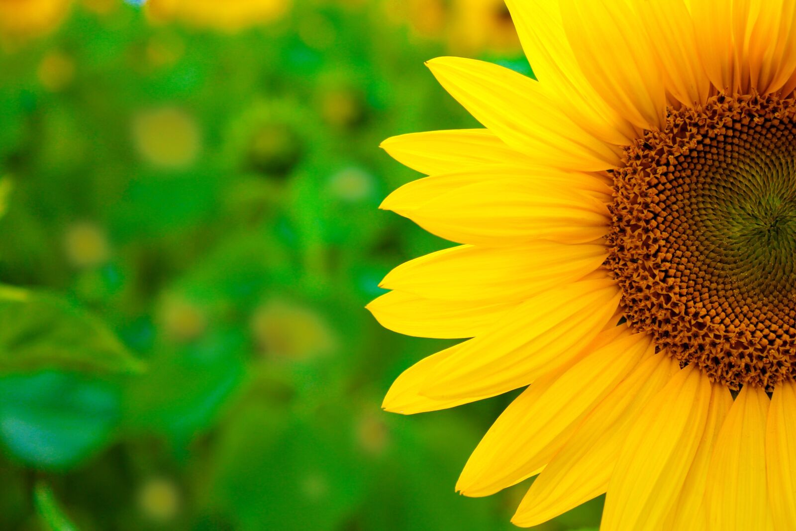 Canon EOS 1100D (EOS Rebel T3 / EOS Kiss X50) sample photo. Sunflower, detail, macro photography