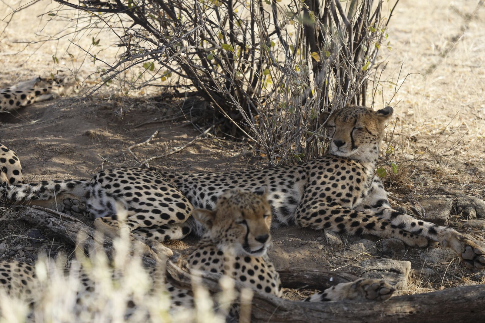 Canon EF 100-400mm F4.5-5.6L IS USM sample photo. Cheetah, kenya, samburu photography