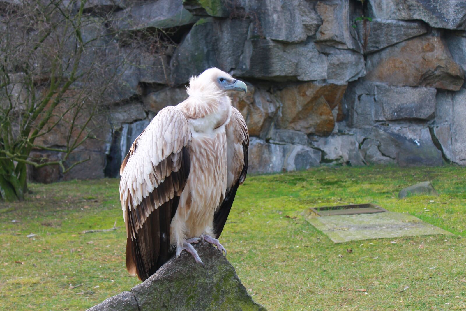 Canon EOS 1100D (EOS Rebel T3 / EOS Kiss X50) sample photo. Vulture, zoo, berlin photography