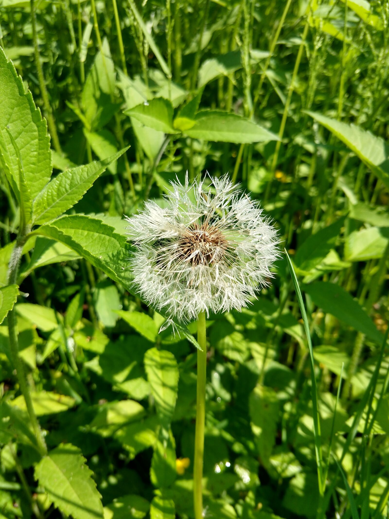 Motorola moto x4 sample photo. Dandelion, flower, nature photography