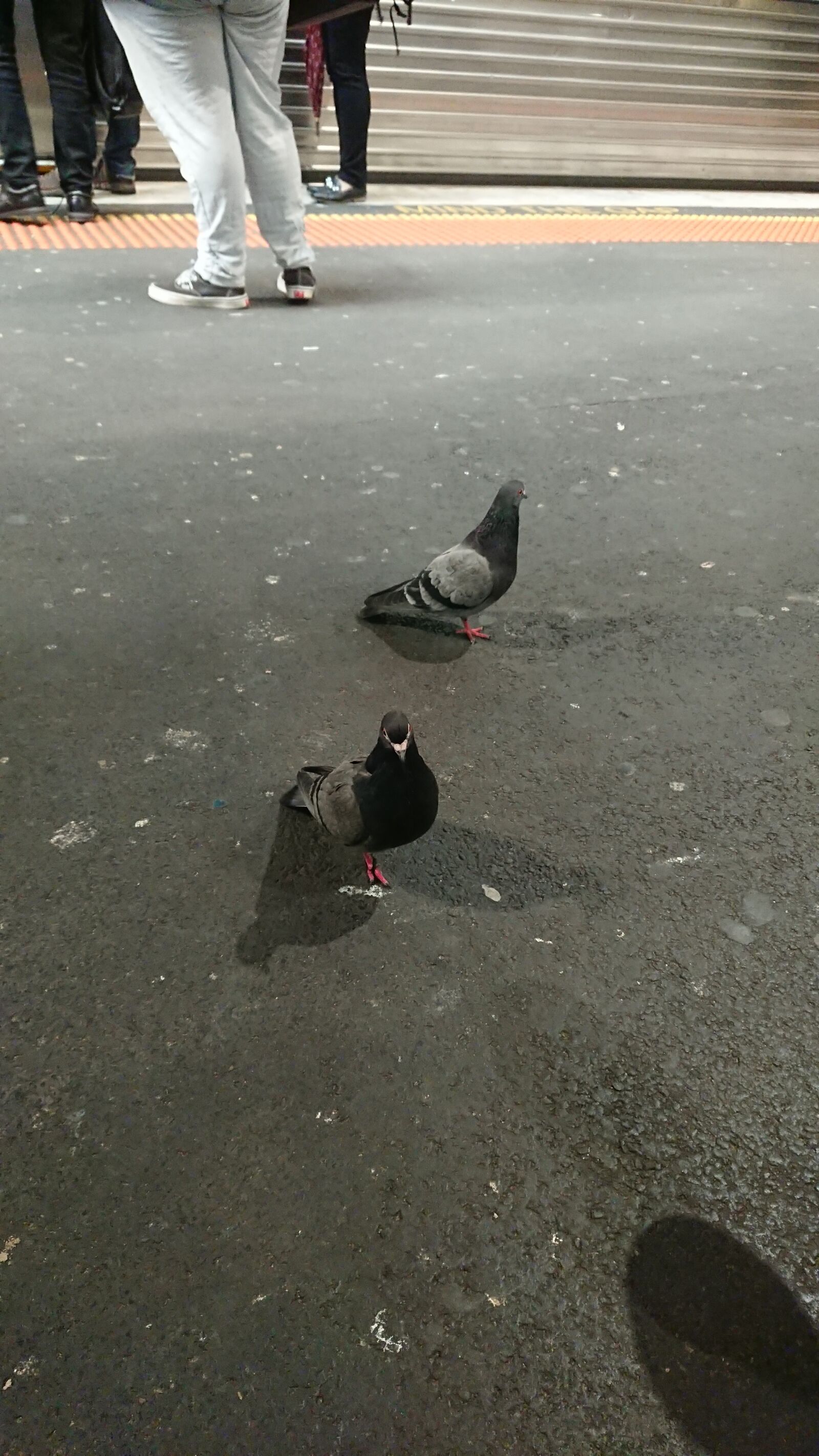Sony Xperia XZ Premium sample photo. Pigeon, distance, pigeons photography