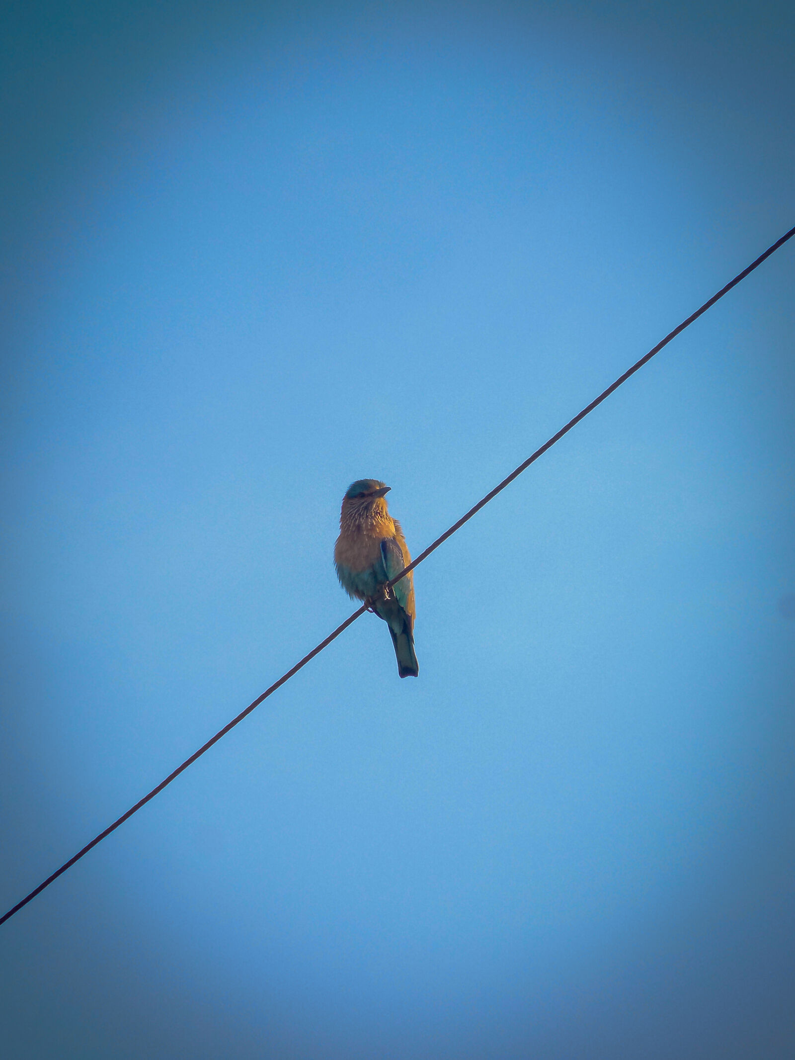 Nikon Coolpix L610 sample photo. The indian roller photography