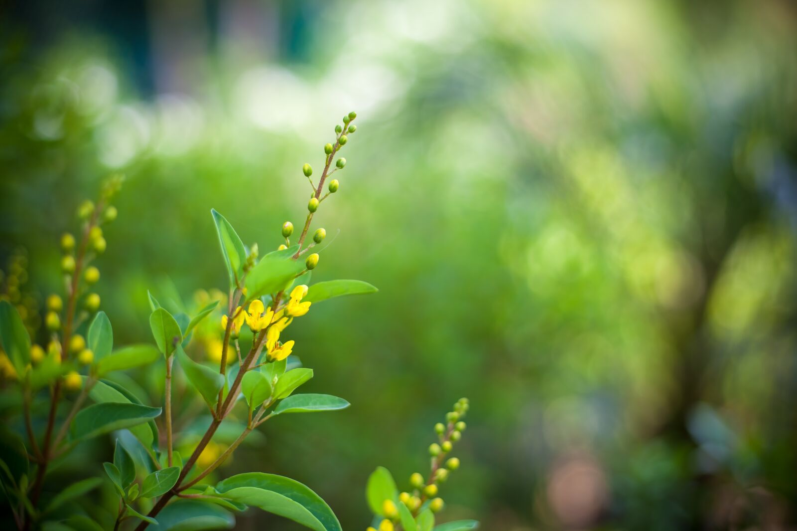 Canon EOS 5D Mark II sample photo. Nature, leaf, flora photography