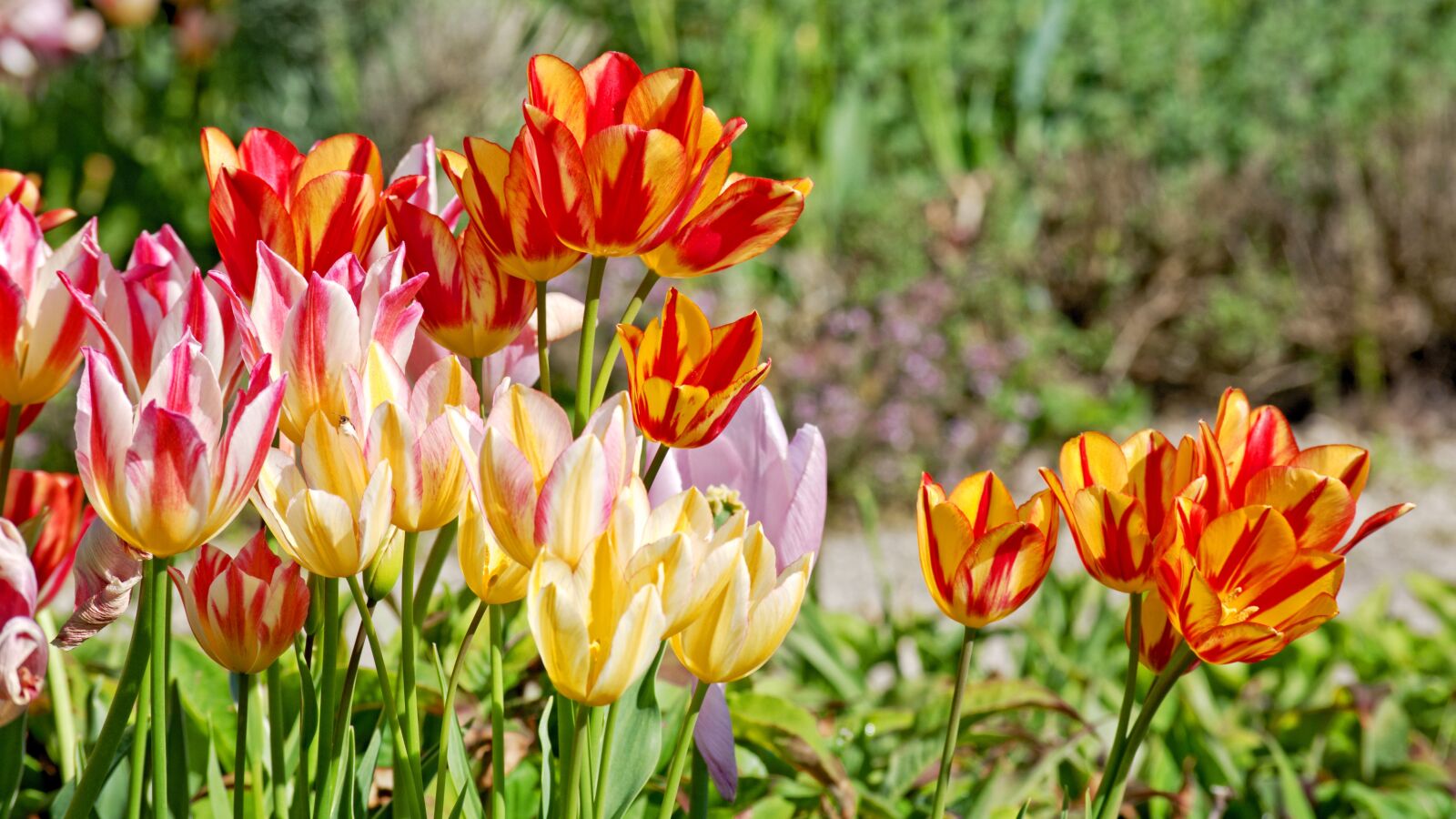 55.0-200.0mm f/4.0-f/5.6 sample photo. Tulips, bloom, spring photography