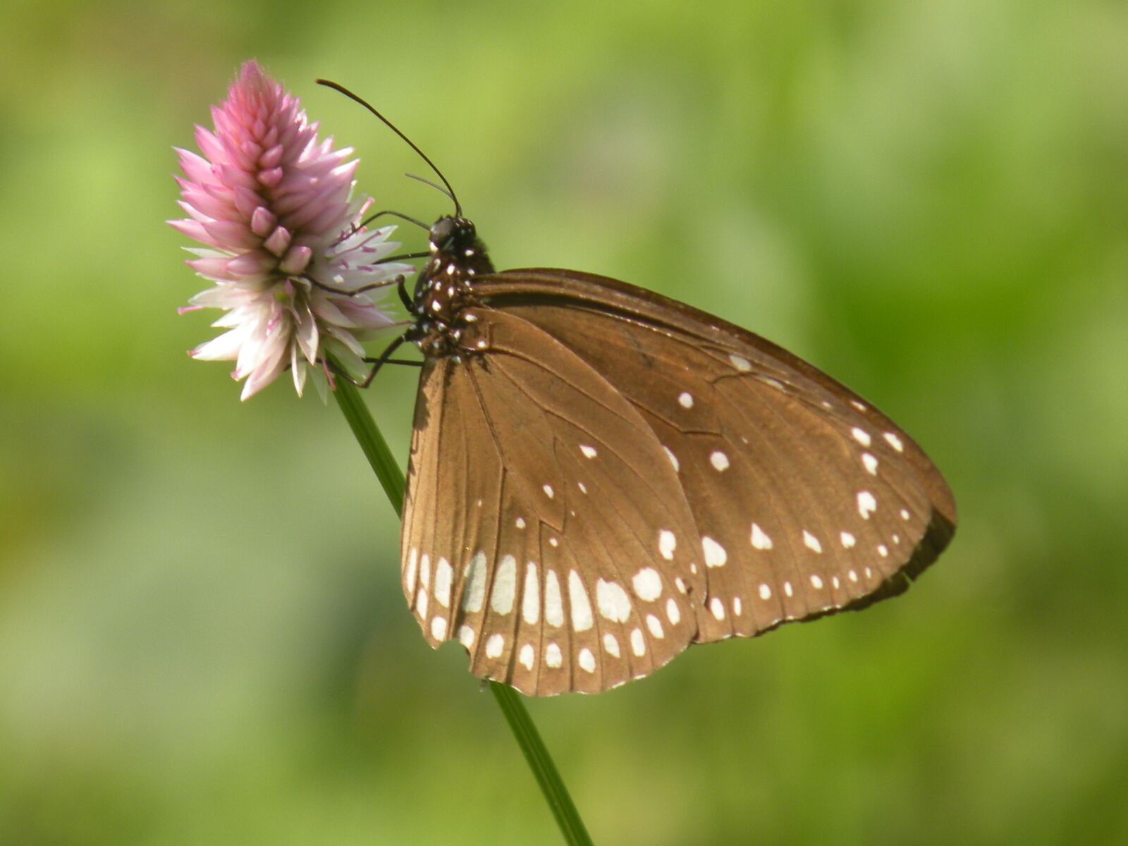 Nikon Coolpix P80 sample photo. Butterfly, green, insect photography