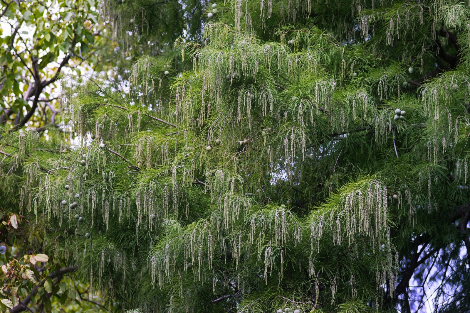 Nikon D5300 sample photo. Tree, willow, foliage photography