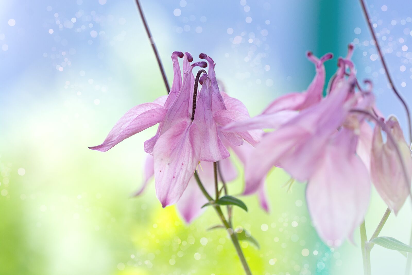Nikon D7100 sample photo. Columbine, pink, pink columbine photography