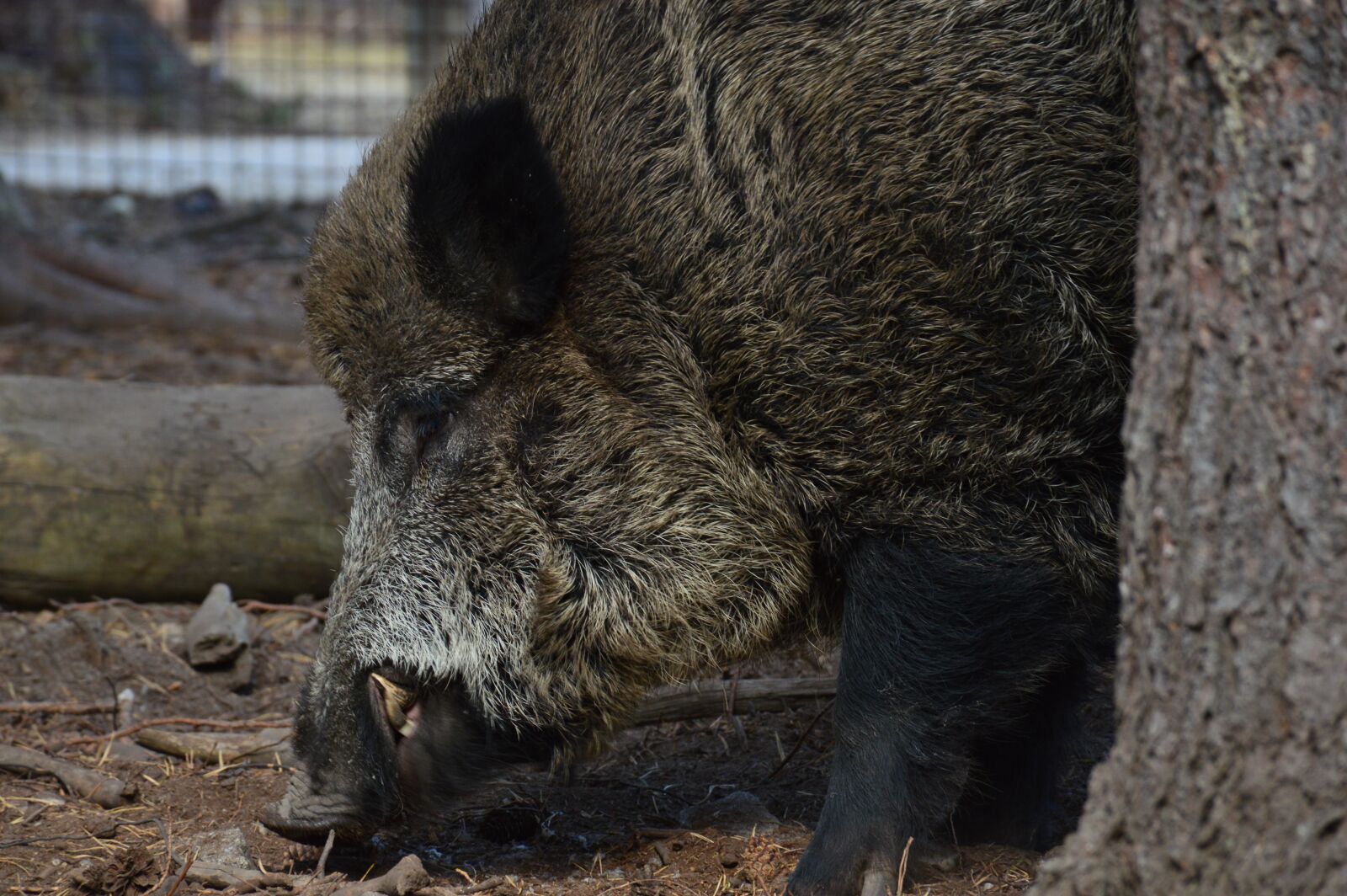 Nikon D3200 sample photo. The boar, wild boar photography