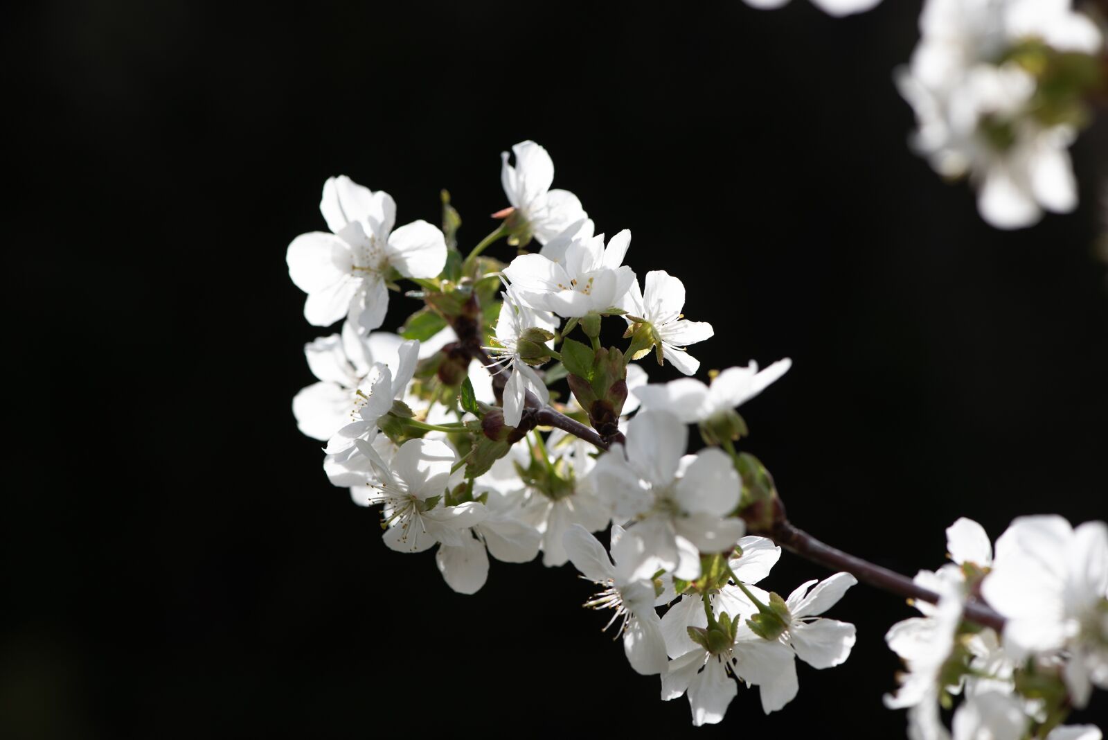 Nikon D750 sample photo. Flowers, white, branch photography