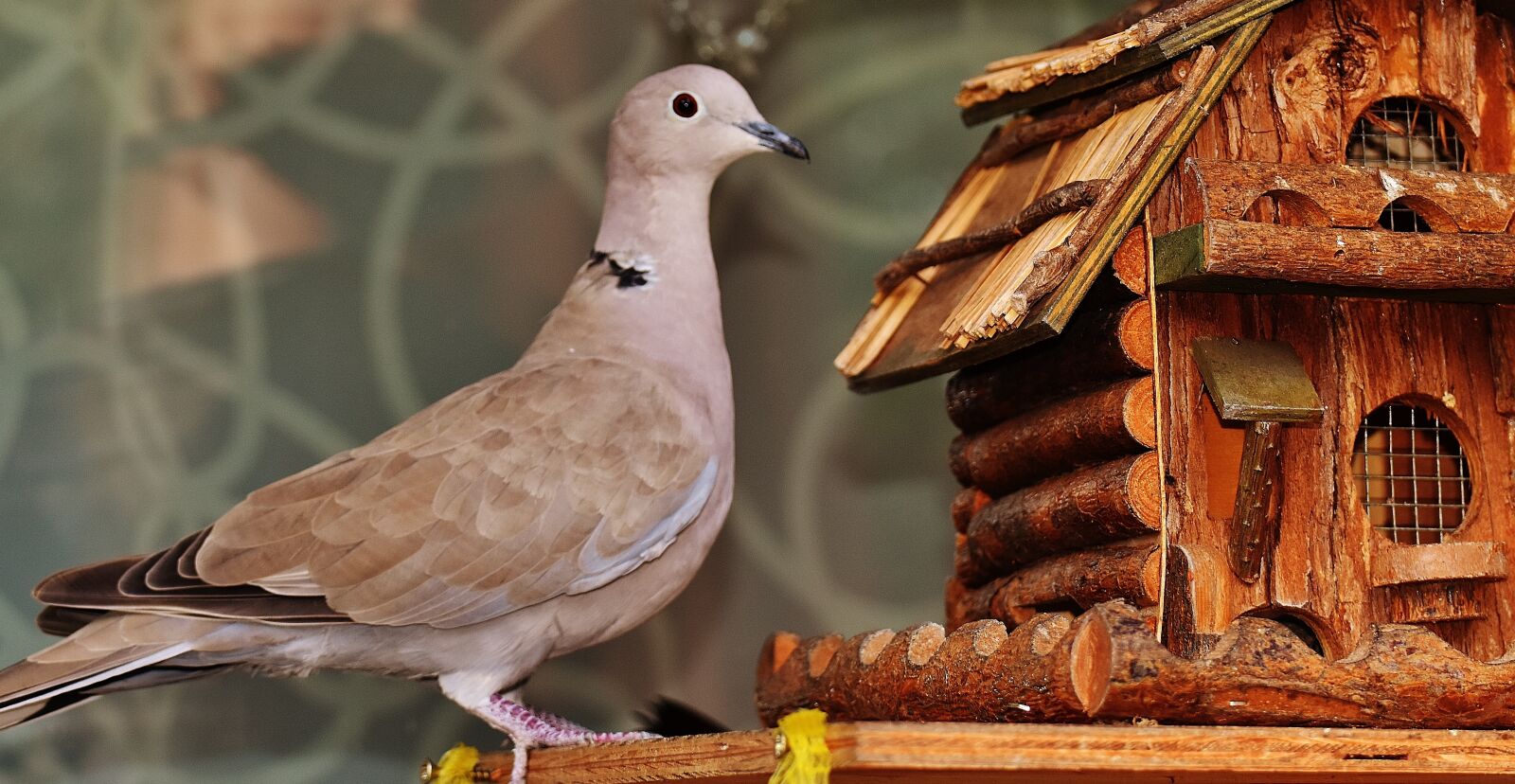 Nikon D7200 sample photo. Dove, bird, food photography