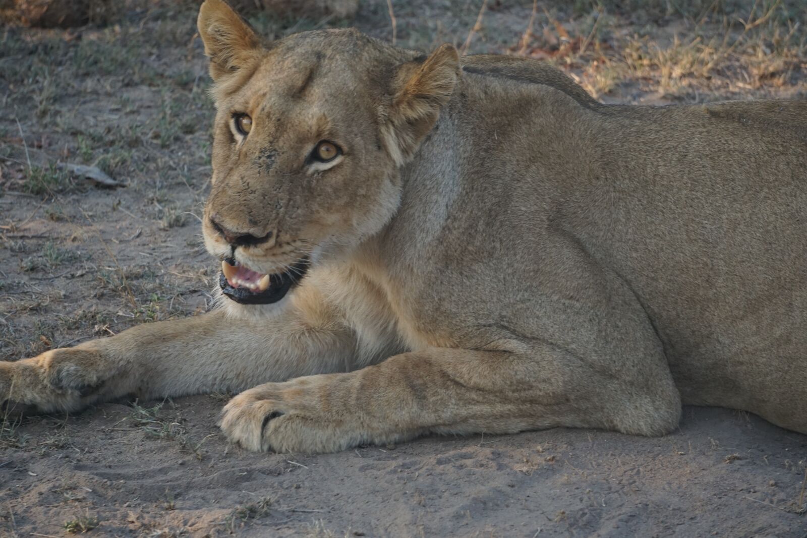 Sony E 55-210mm F4.5-6.3 OSS sample photo. Lion, south africa, africa photography
