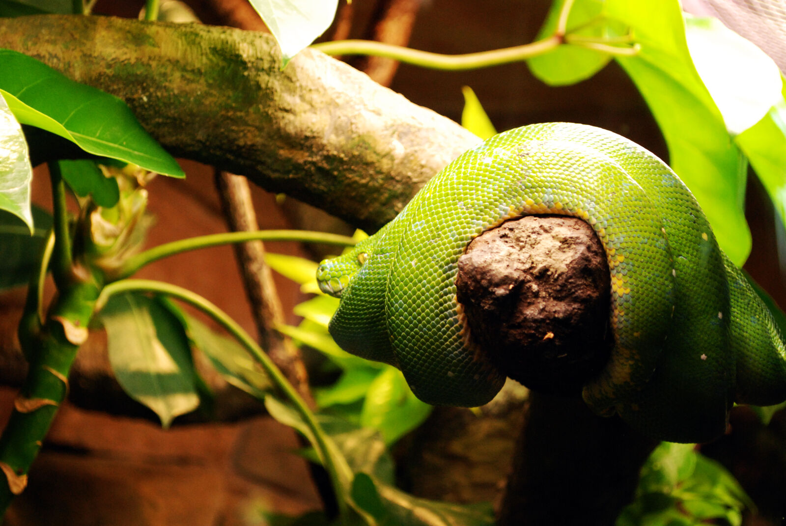Nikon D80 sample photo. Green, snake, on, wooden photography
