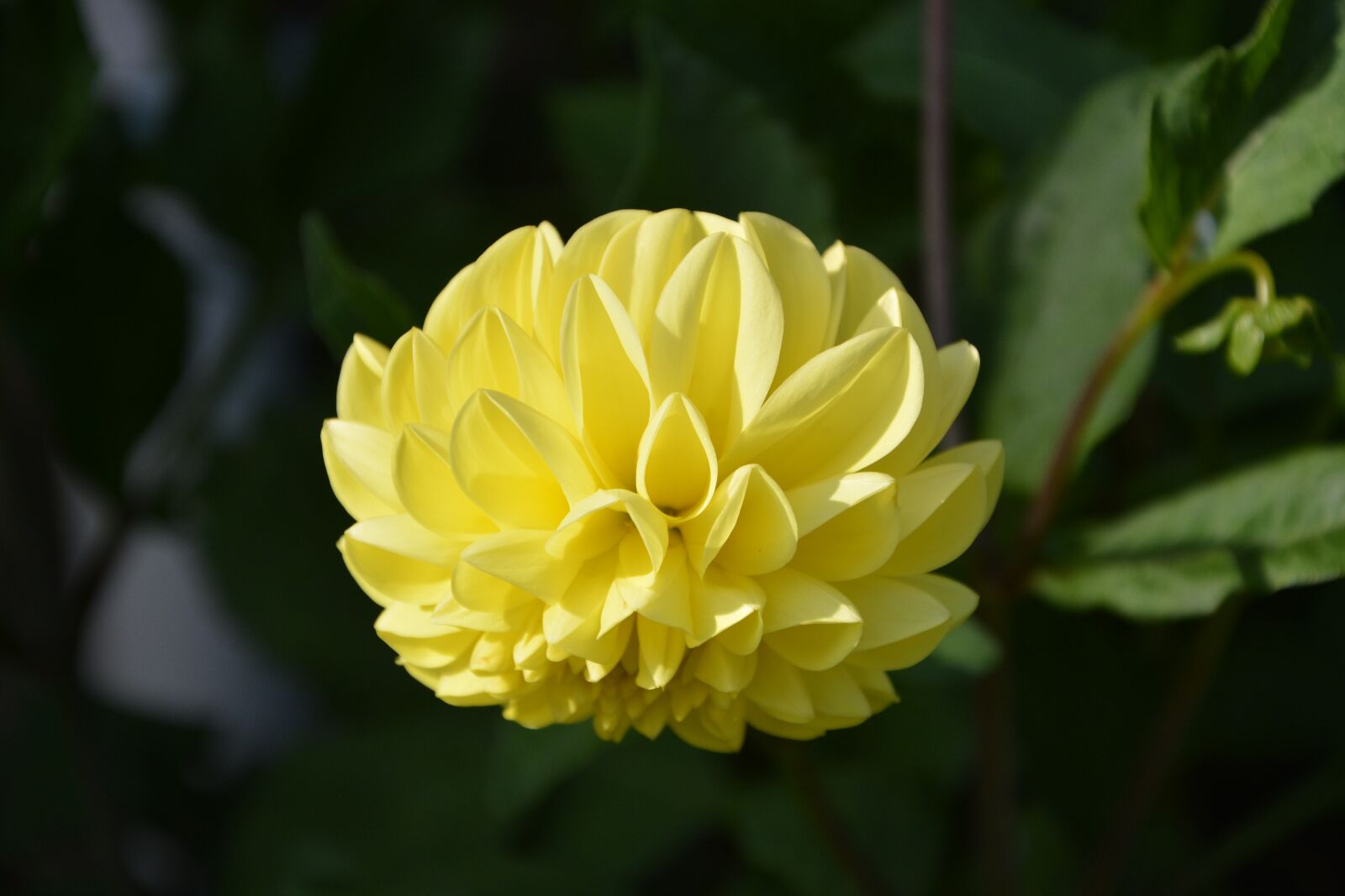 Nikon D5200 sample photo. Yellow flower, dahlia, green photography
