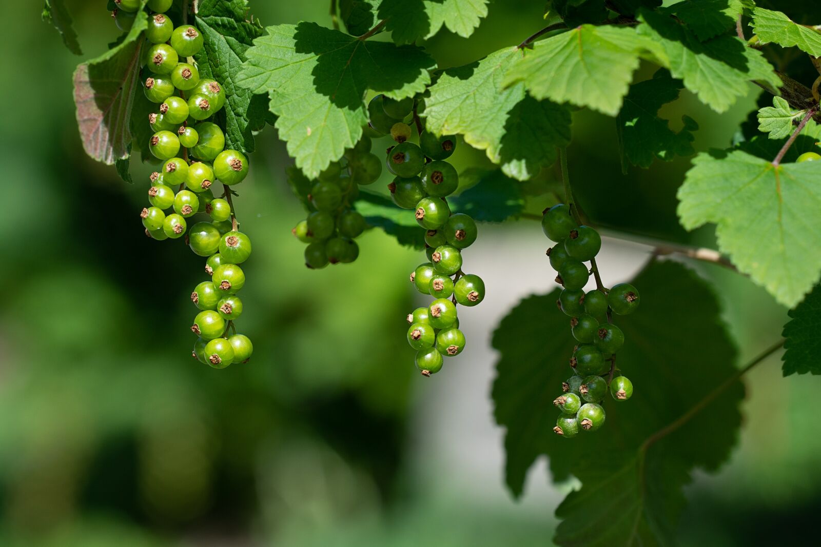 Nikon D7100 sample photo. Currant, currants, green photography