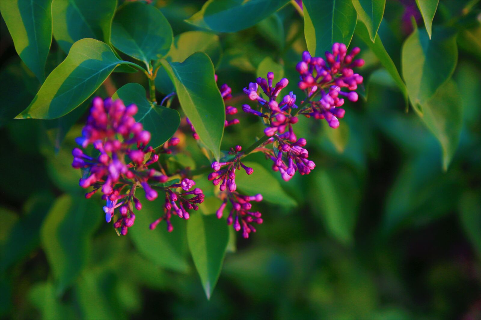 Canon EOS 5D Mark III sample photo. Flower, bud, nature photography
