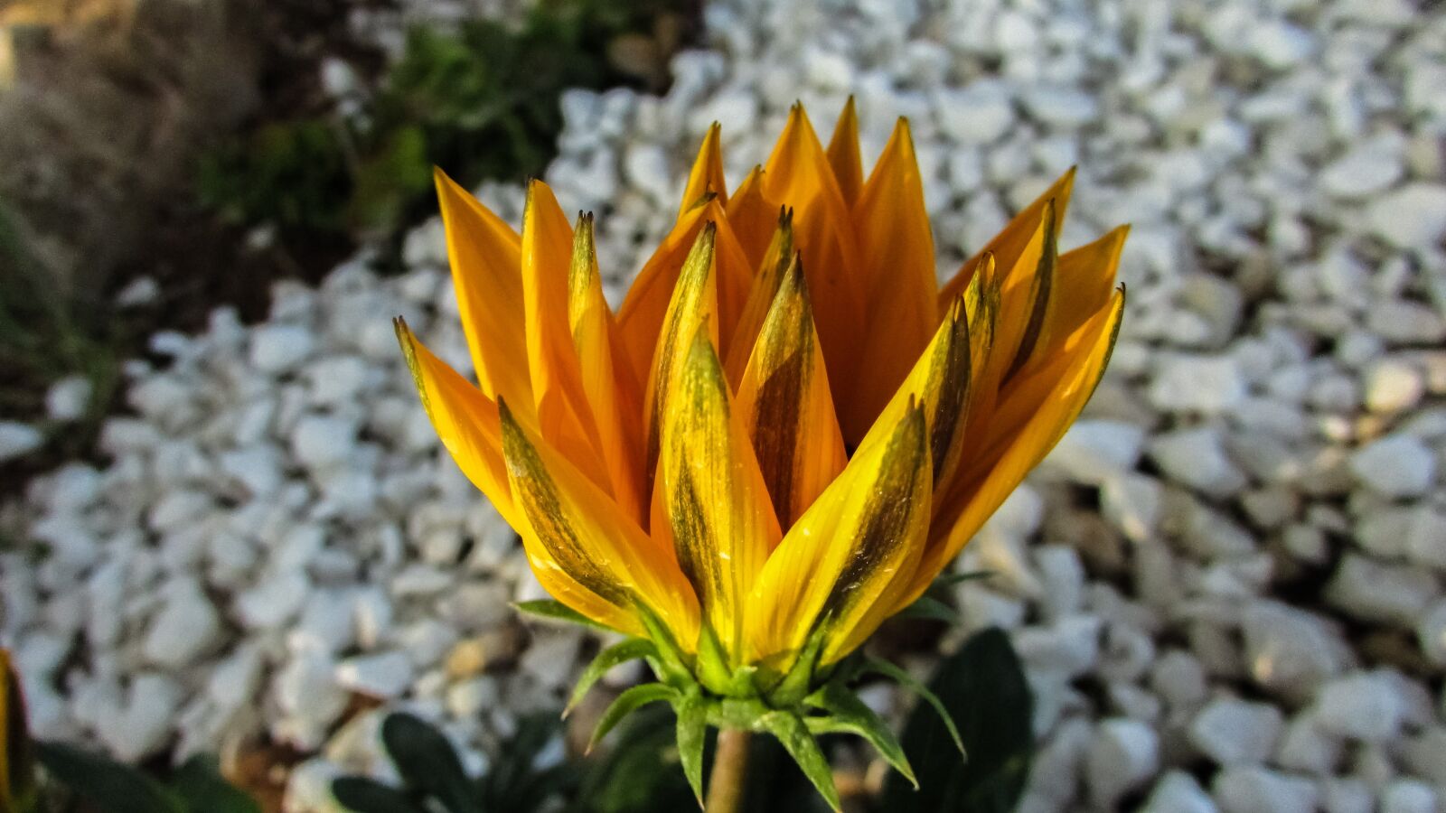 Canon PowerShot SX400 IS sample photo. Cyprus, ayia napa, flower photography