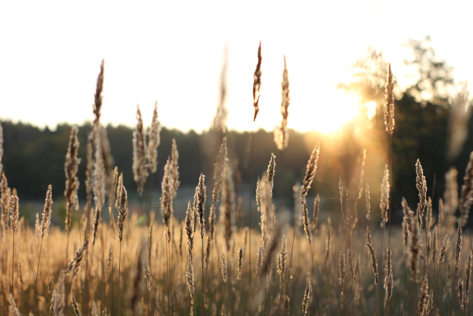 Canon EOS 550D (EOS Rebel T2i / EOS Kiss X4) sample photo. Dawn, grass, sunrise photography