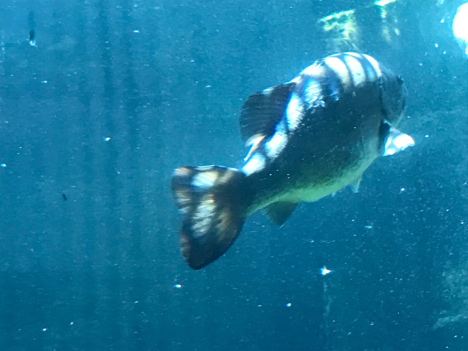 iPhone 7 back camera 3.99mm f/1.8 sample photo. Fish, zoo photography