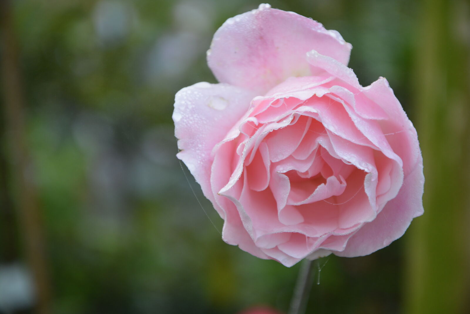 Nikon D5200 sample photo. Nature, rose, fleur, couleur photography